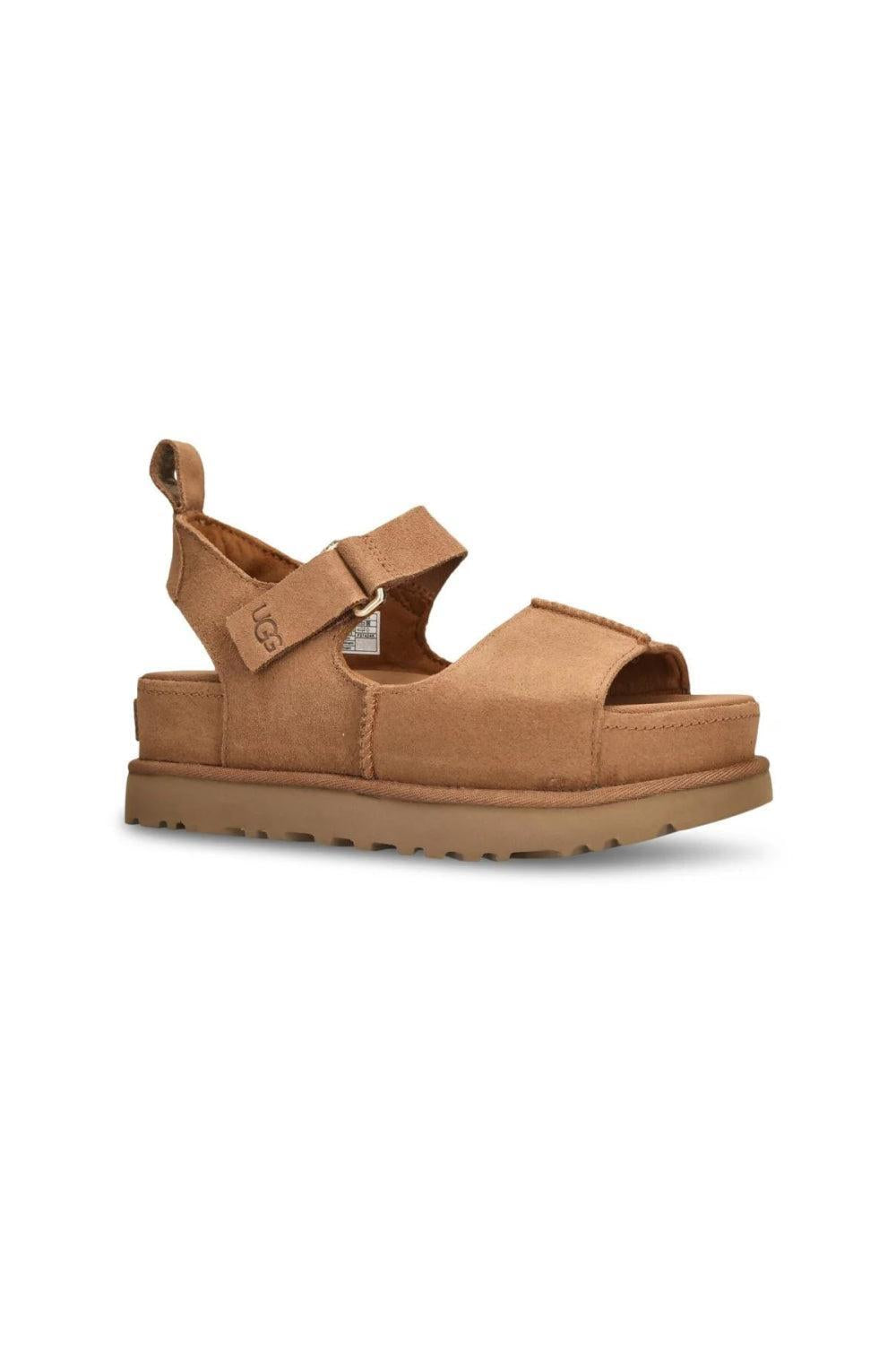 Goldenstar Hi Chestnut