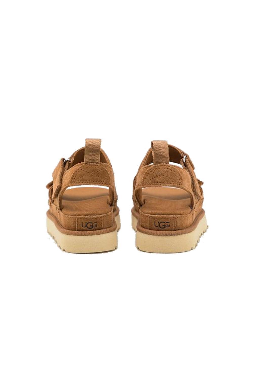 W Goldenstar Chestnut