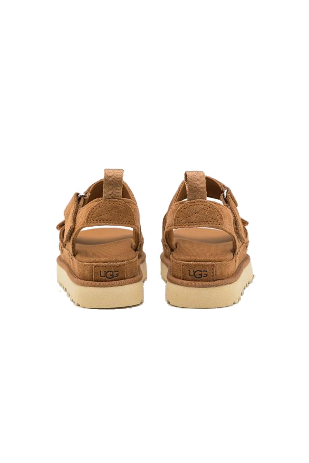 W Goldenstar Chestnut